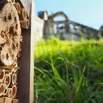 La Belle Etoile